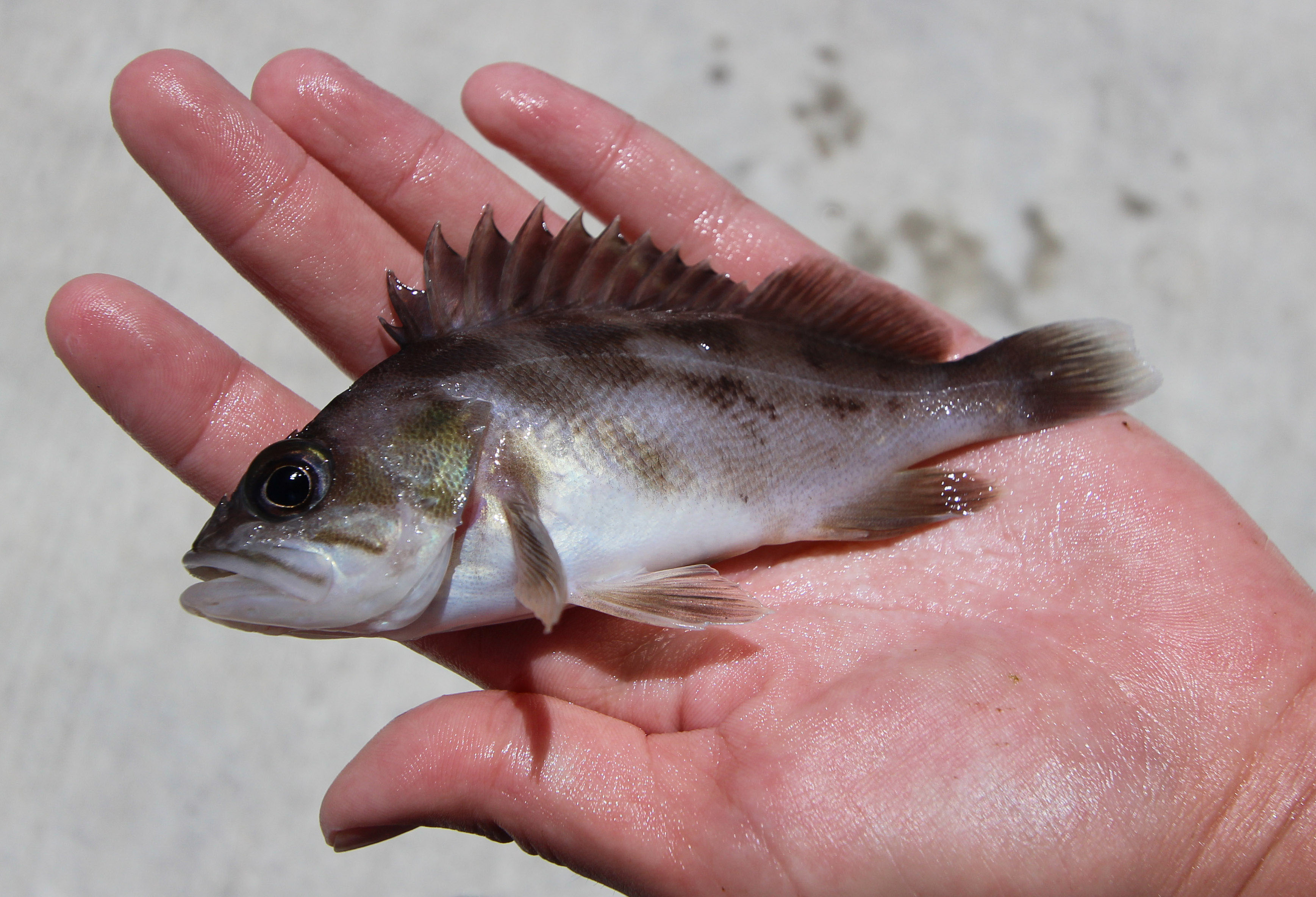 Amargosa pupfish from Death Valley region
